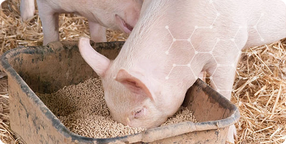 pellet size and diameters for pigs