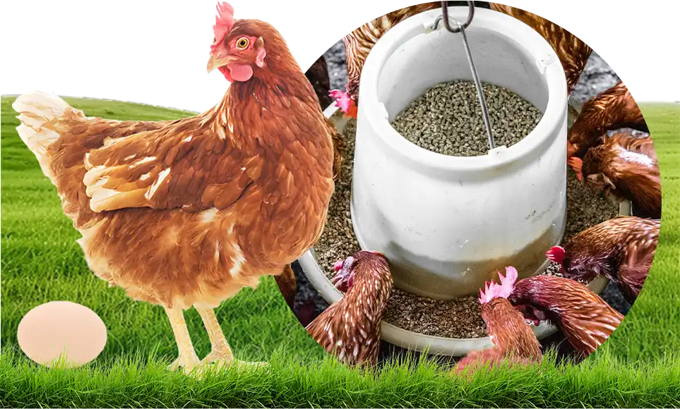 pellet size for layer performance