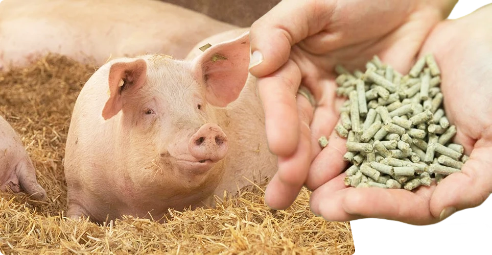 pellets feed for weaned sows