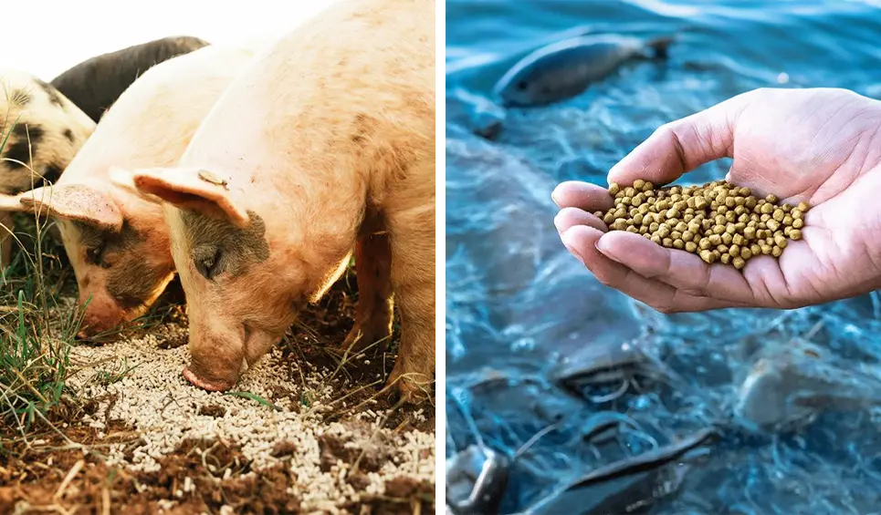 pig and aquatic feed