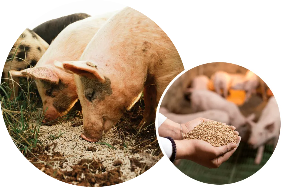 pig feed formulation