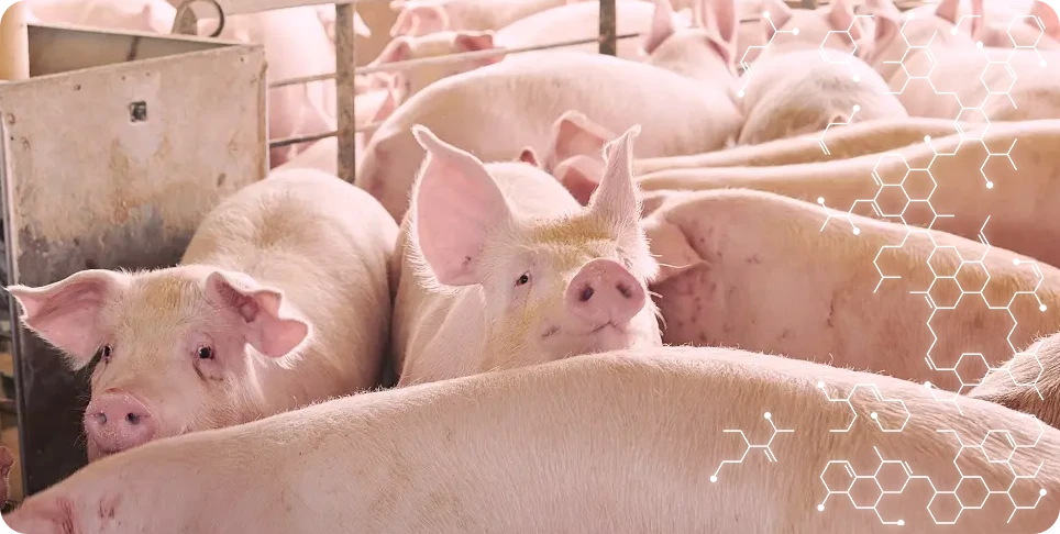 pig feed processing and management