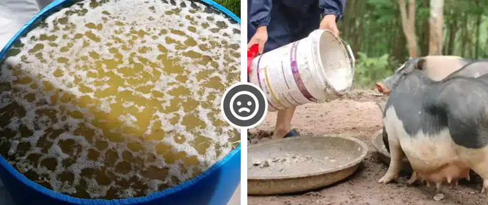 pig mash feed and fermentation