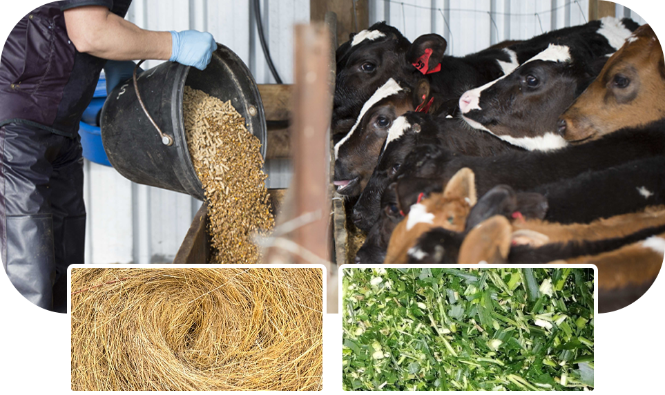 post weaning calf ration