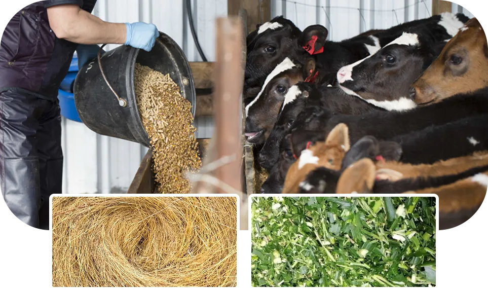 post weaning calf ration