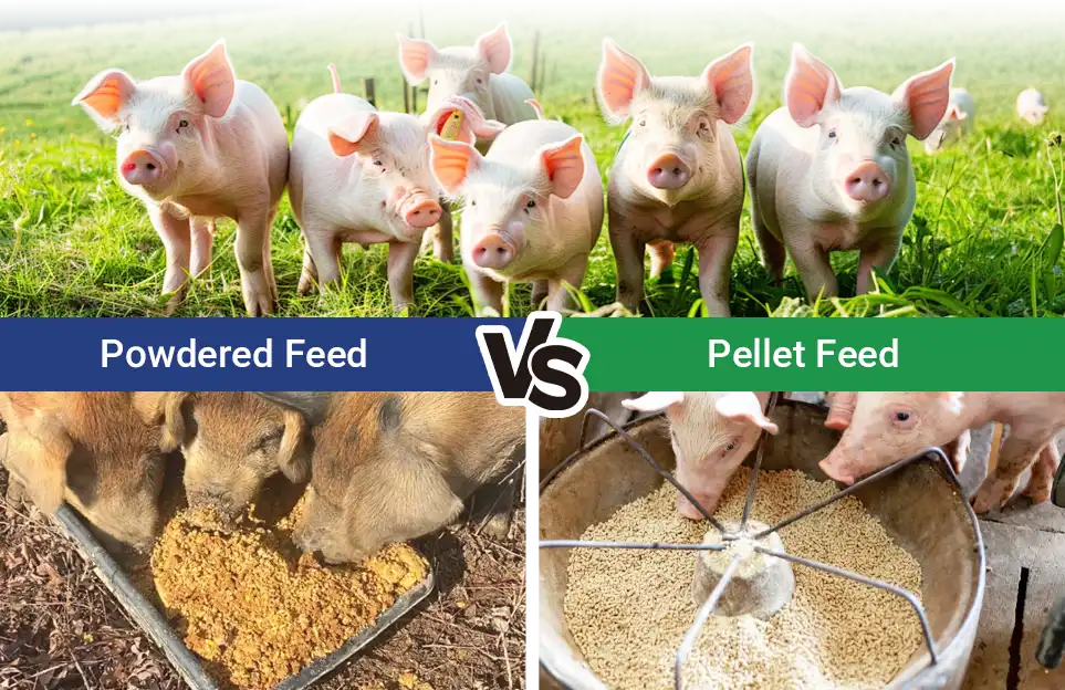 powder feed vs pellet feed for pig