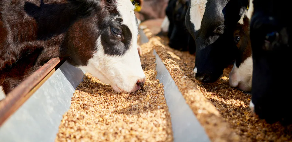 pre weaning ration transition
