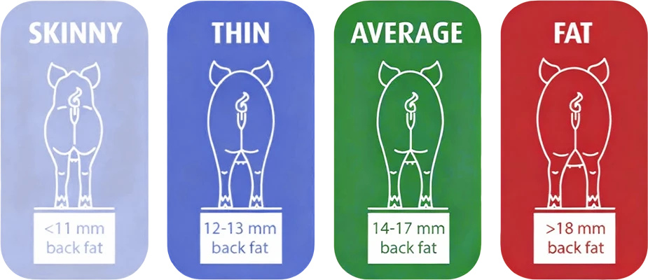 pregnant gilts and sows