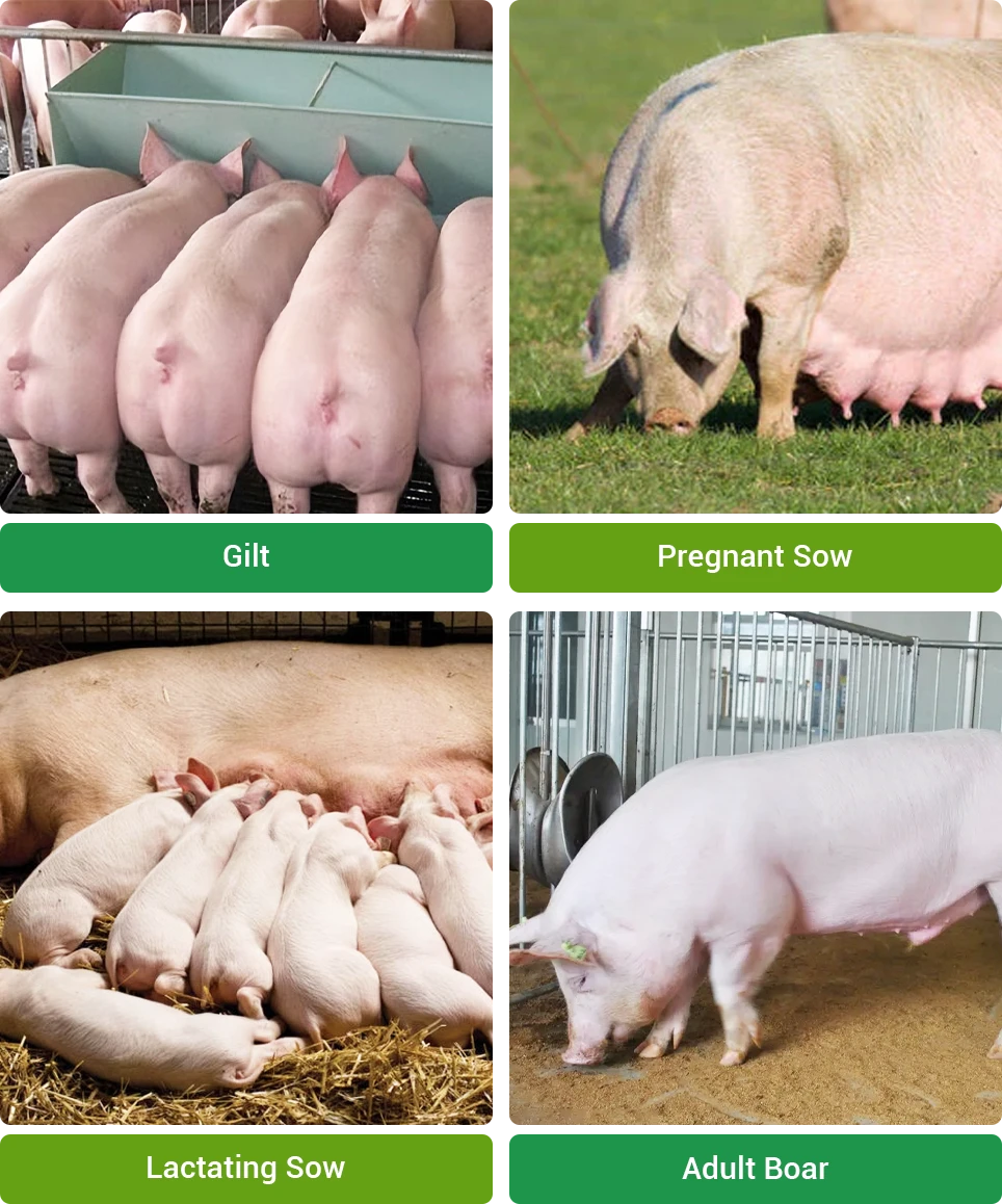 pregnant pigs feed formula