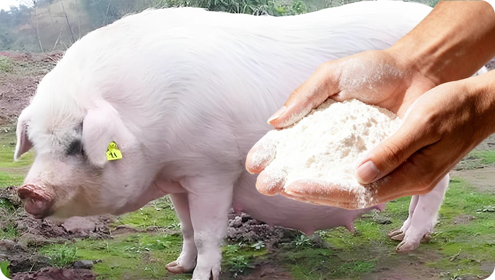 pregnant swine feed management