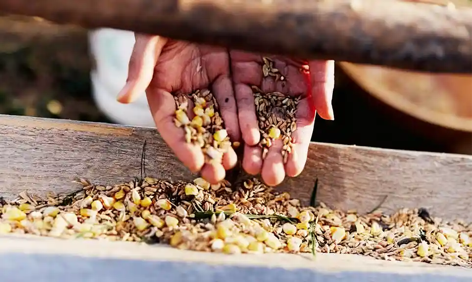 premium organic chicken feed
