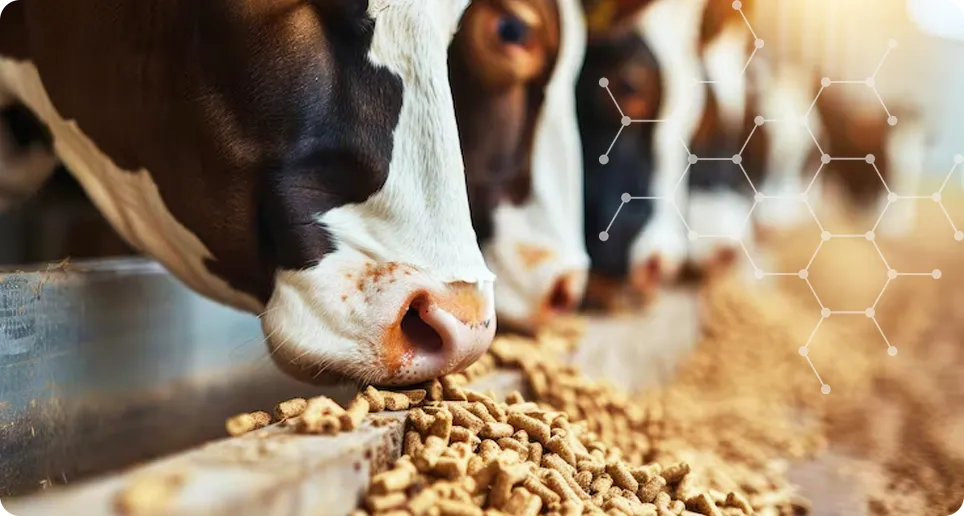 protein and amino acids for animal needs