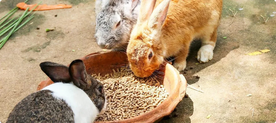 rabbit feed formulation