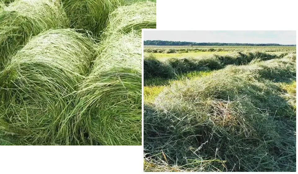 roughage for meat goat feed