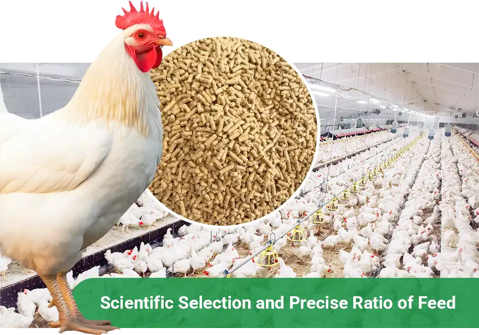 scientific broiler feed formula and ingredient