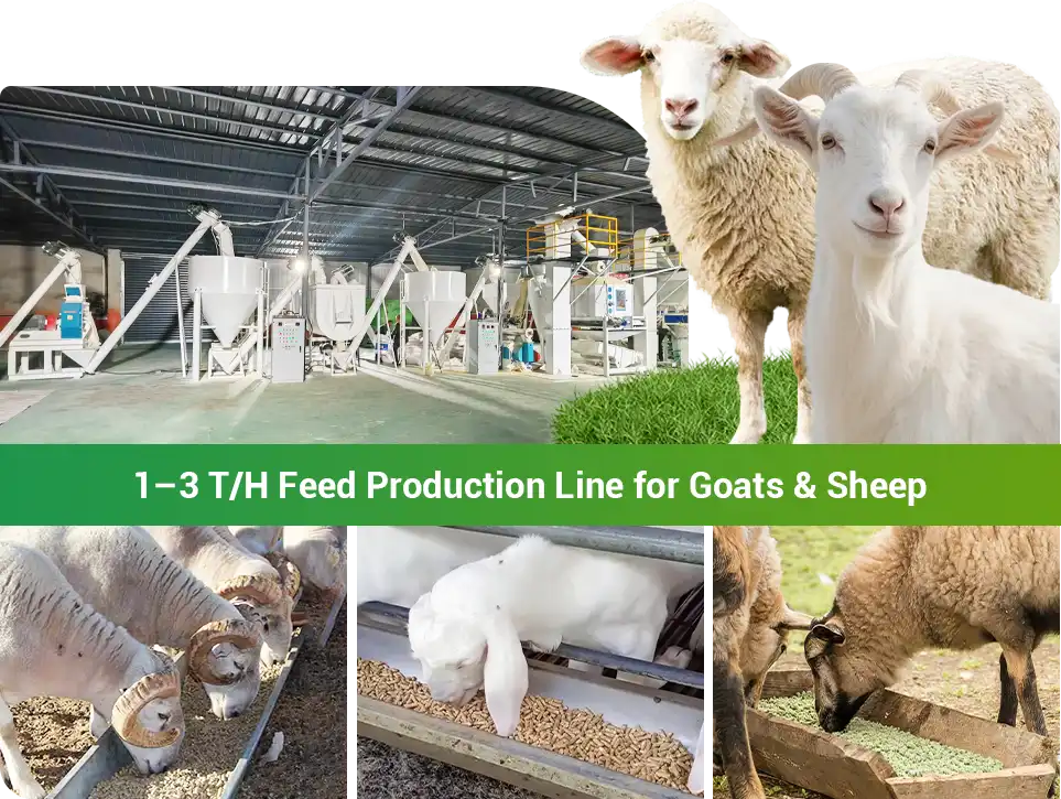 large goat sheep feed line