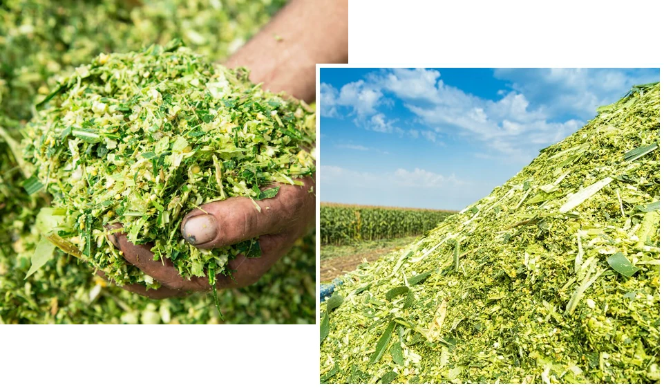 silage feed for meat goat