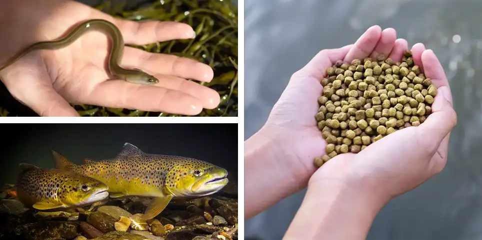 soft pellets for suitable fish species