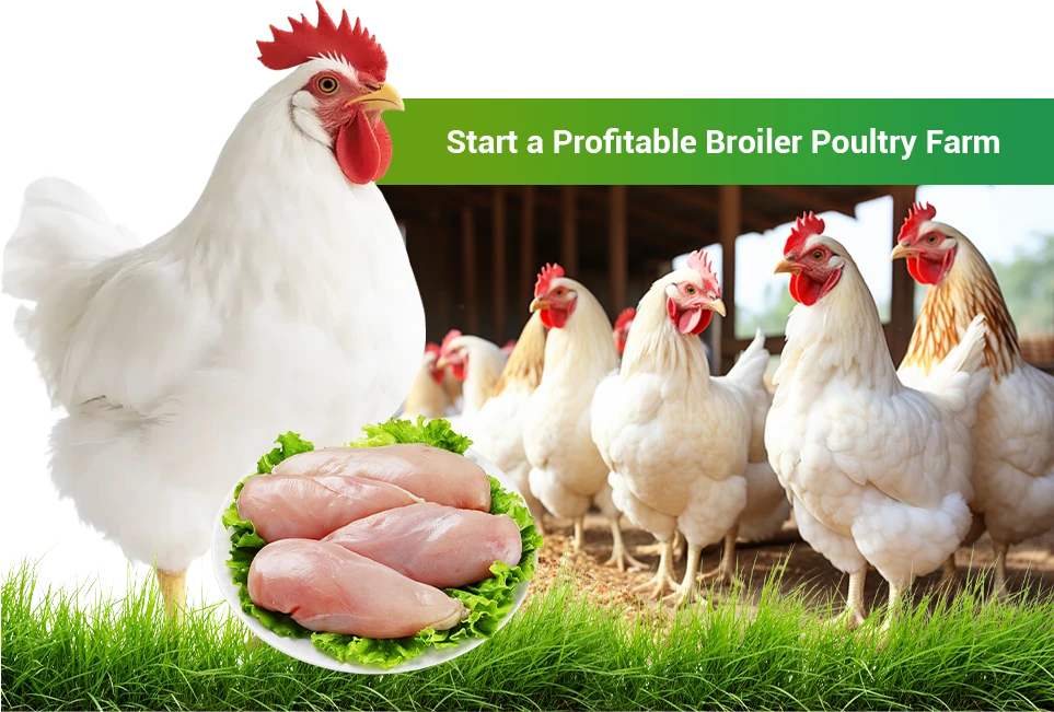 start your broiler poultry farm