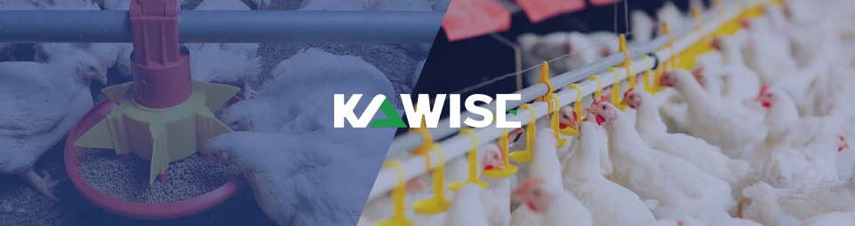 start your own broiler farming