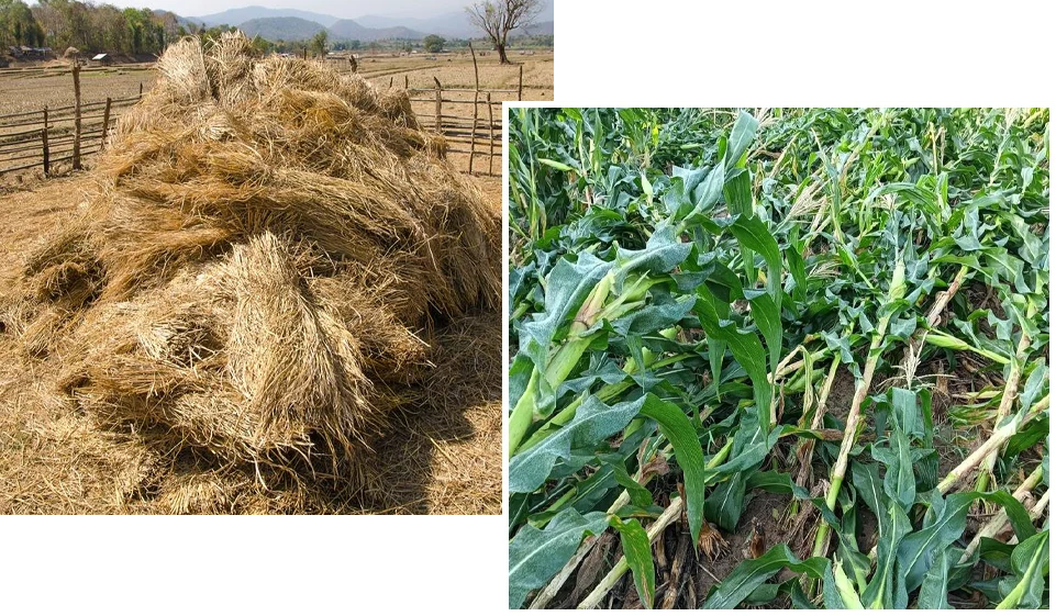 straws for meat goat feed