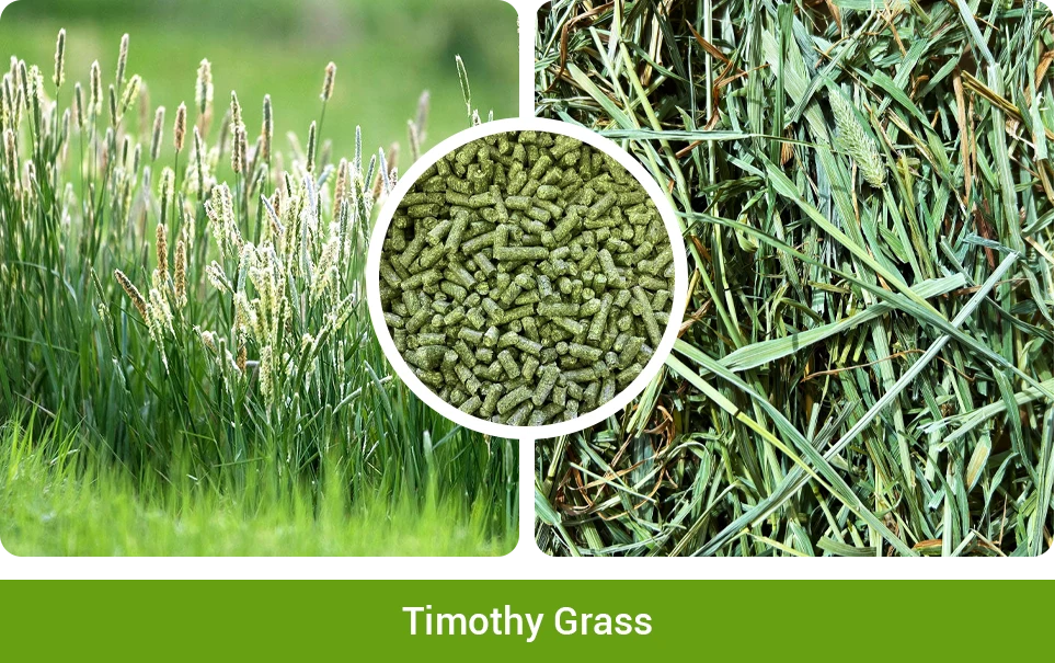 timothy grass for rabbit feed
