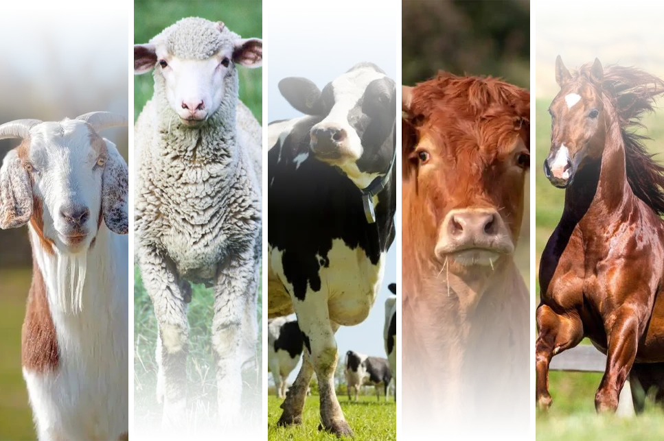 versatile roughage processing for mutiple livestock