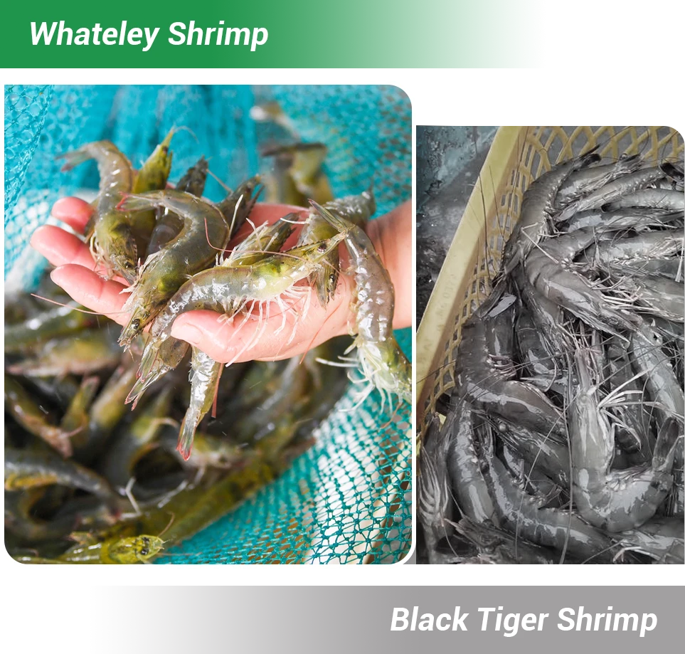 vietnam shrimp aquaculture status