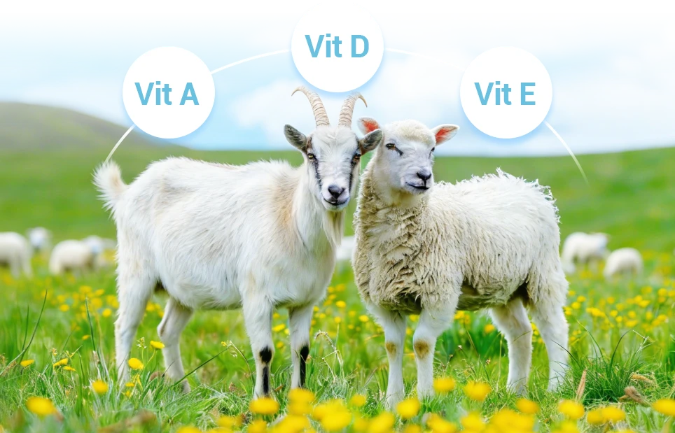 vitamin requirements of goats and sheep