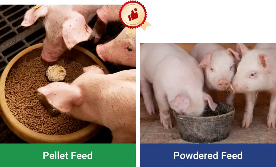 weight and feed conversion ratio