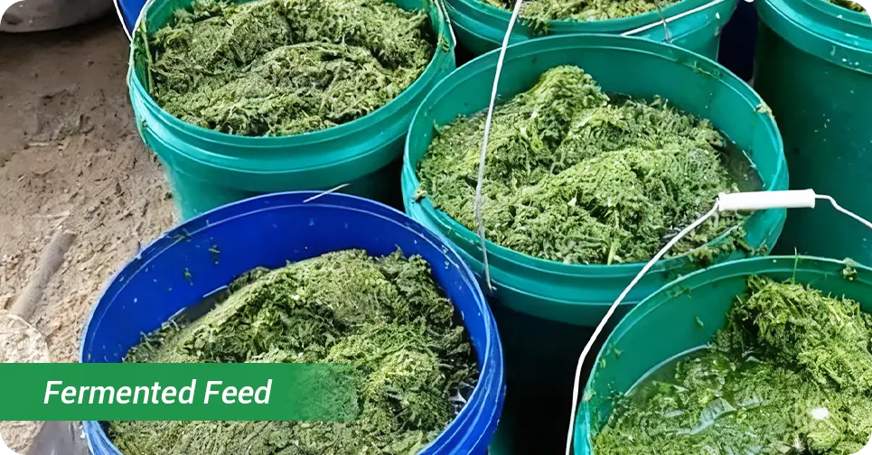 fermented feed