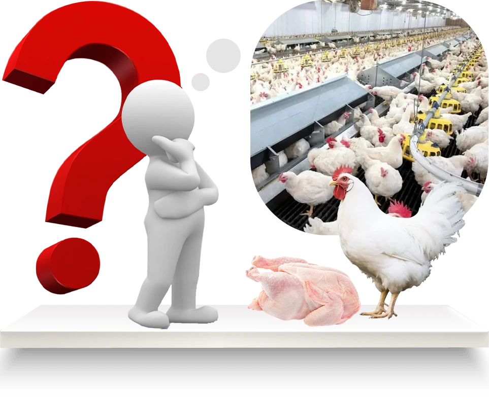 what to consider before broiler farming