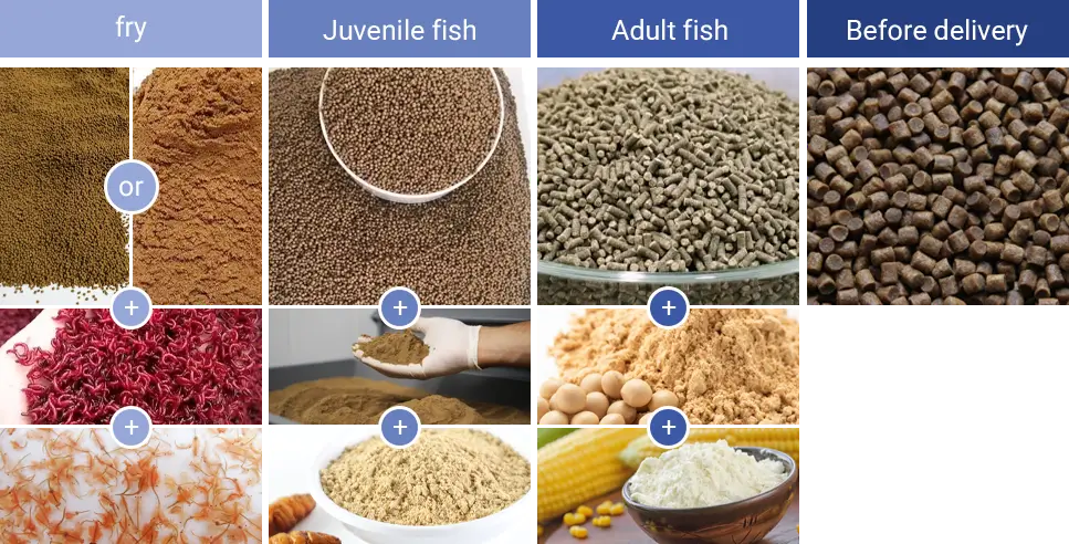what to feed in different stages