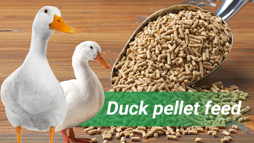 The Secret: Why Ducks Prefer Pellet Feed