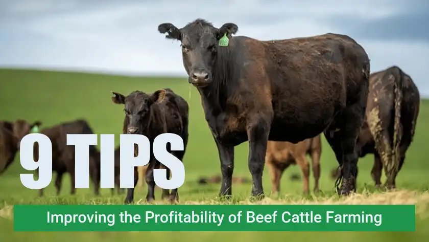 9 Practical Ways to Increase Profits on Your Beef Cattle Farm